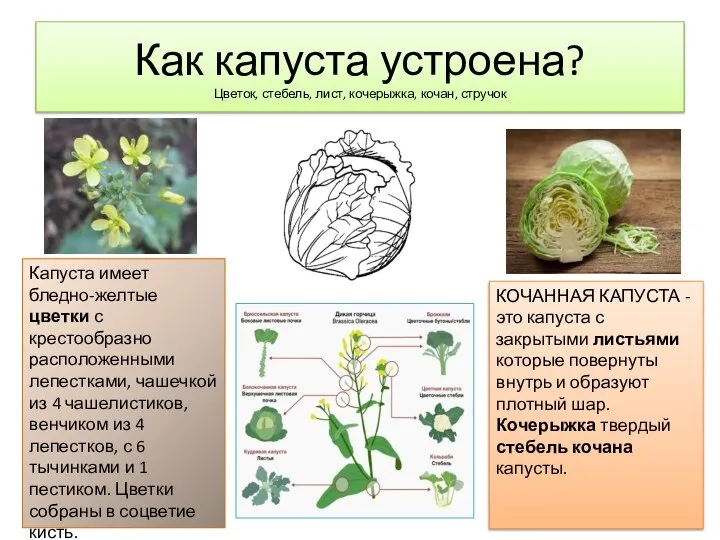 Как капуста устроена? Цветок, стебель, лист, кочерыжка, кочан, стручок Капуста имеет бледно-желтые