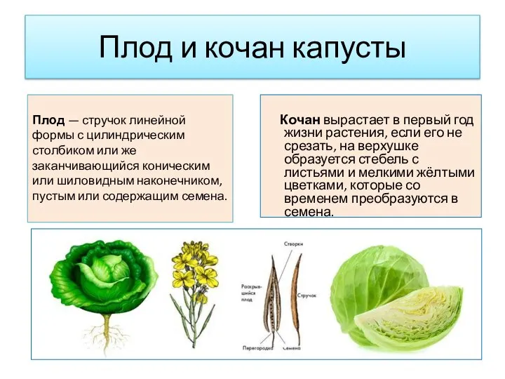 Плод и кочан капусты Кочан вырастает в первый год жизни растения, если