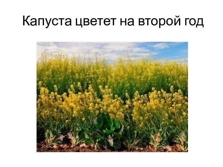 Капуста цветет на второй год