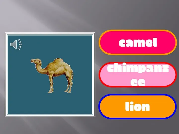 camel chimpanzee lion