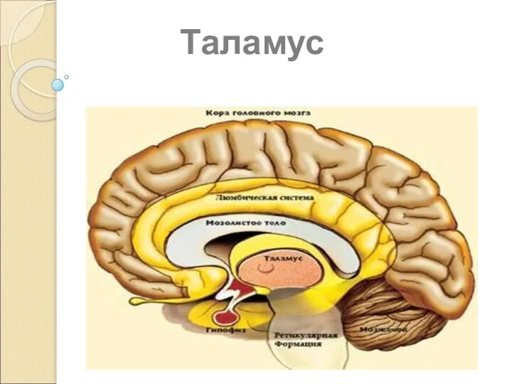 Таламус