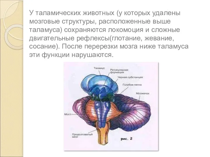 У таламических животных (у которых удалены мозговые структуры, расположенные выше таламуса) сохраняются
