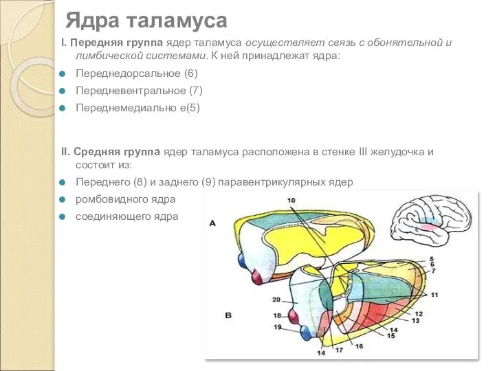 I. Передняя группа ядер таламуса осуществляет связь с обонятельной и лимбической системами.