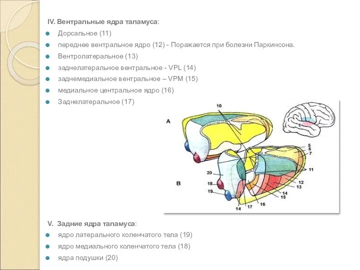 IV. Вентральные ядра таламуса: Дорсальное (11) переднее вентральное ядро (12) - Поражается