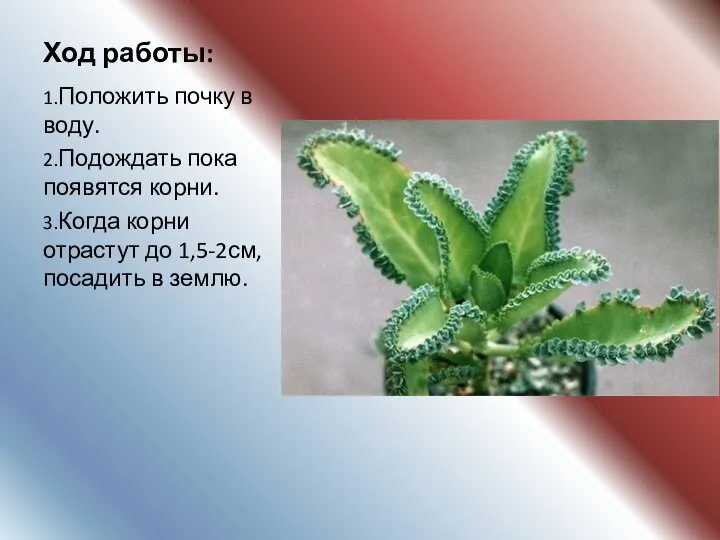 Ход работы: 1.Положить почку в воду. 2.Подождать пока появятся корни. 3.Когда корни