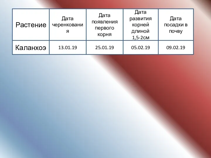 Растение Дата черенкования Дата появления первого корня Дата развития корней длиной 1,5-2см