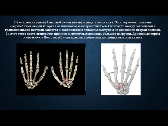 На основании третьей пястной кости нет шиловидного отростка. Этот отросток отличает современных