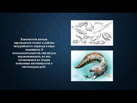 Конечности начали зарождаться только в районе силурийского периода в виде плавников. В