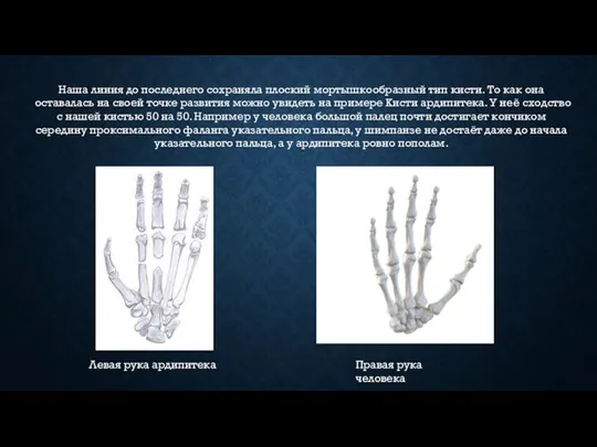 Наша линия до последнего сохраняла плоский мортышкообразный тип кисти. То как она