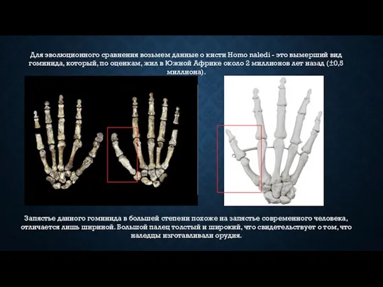 Для эволюционного сравнения возьмем данные о кисти Homo naledi - это вымерший