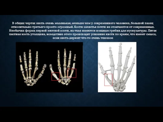 В общих чертах кисть очень маленькая, меньше чем у современного человека, большой