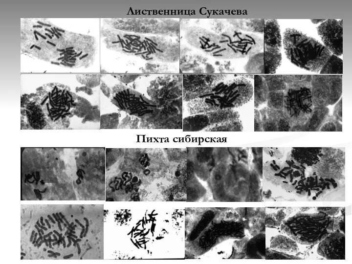 Лиственница Сукачева Пихта сибирская