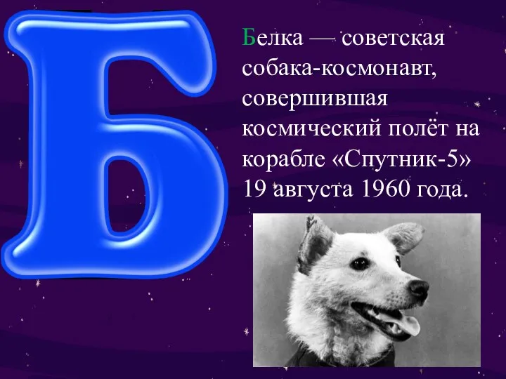 Белка — советская собака-космонавт, совершившая космический полёт на корабле «Спутник-5» 19 августа 1960 года.