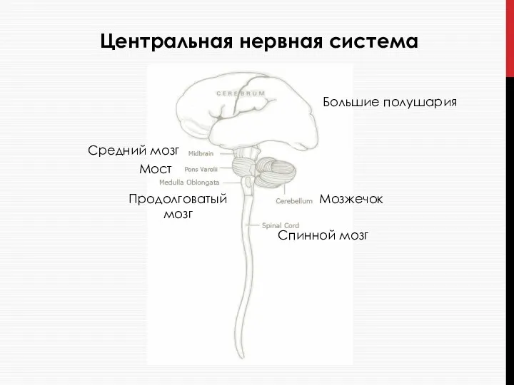 Центральная нервная система Средний мозг Мост Продолговатый мозг Большие полушария Мозжечок Спинной мозг