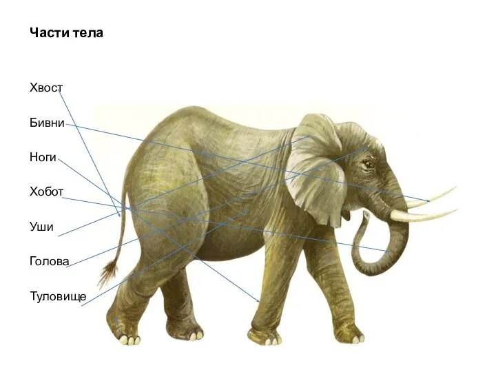 Части тела Хвост Бивни Ноги Хобот Уши Голова Туловище