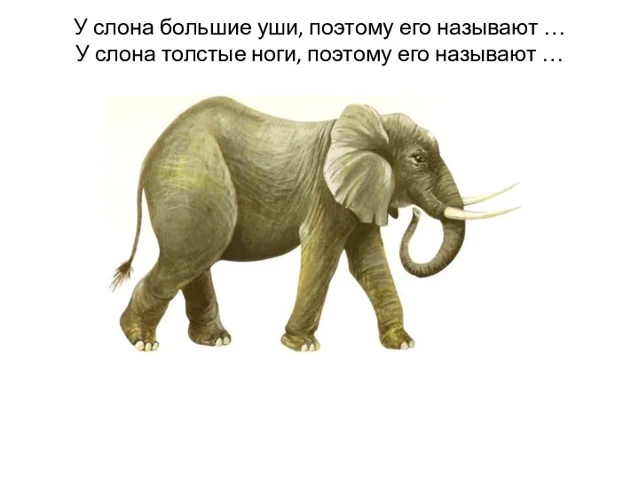 У слона большие уши, поэтому его называют … У слона толстые ноги, поэтому его называют …