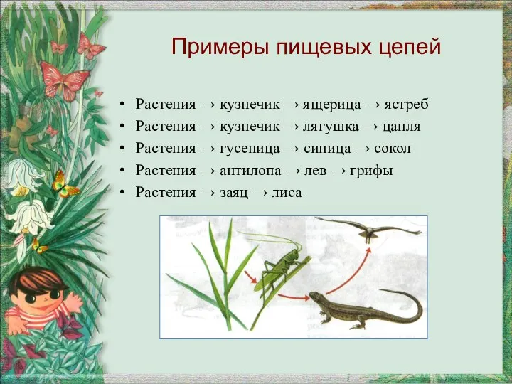 Примеры пищевых цепей Растения → кузнечик → ящерица → ястреб Растения →