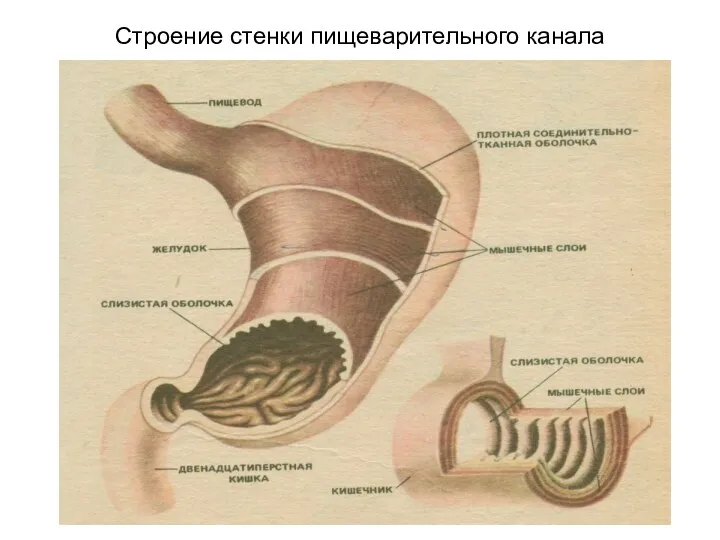 Строение стенки пищеварительного канала