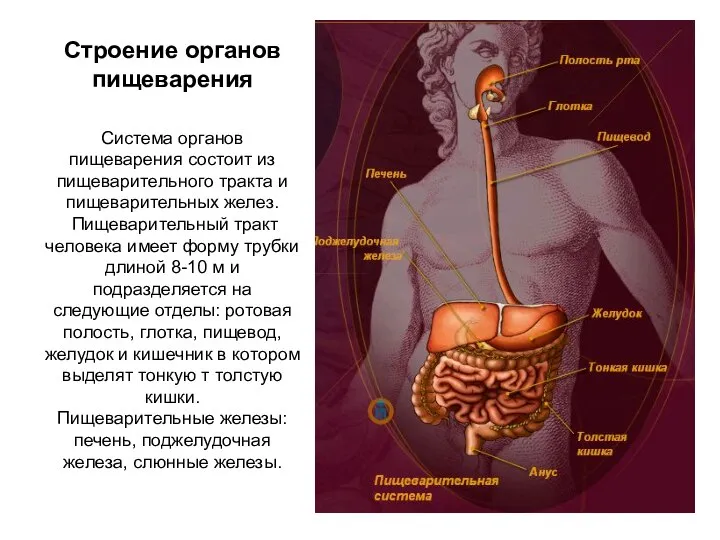 Строение органов пищеварения Система органов пищеварения состоит из пищеварительного тракта и пищеварительных