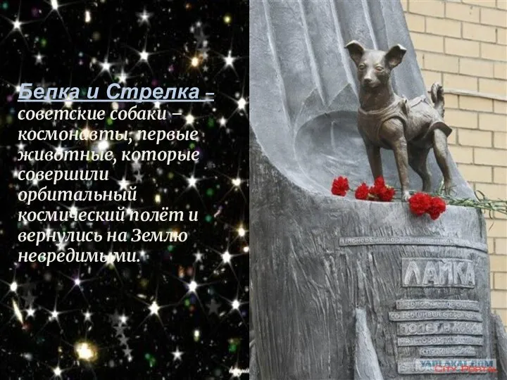 Белка и Стрелка – советские собаки – космонавты, первые животные, которые совершили