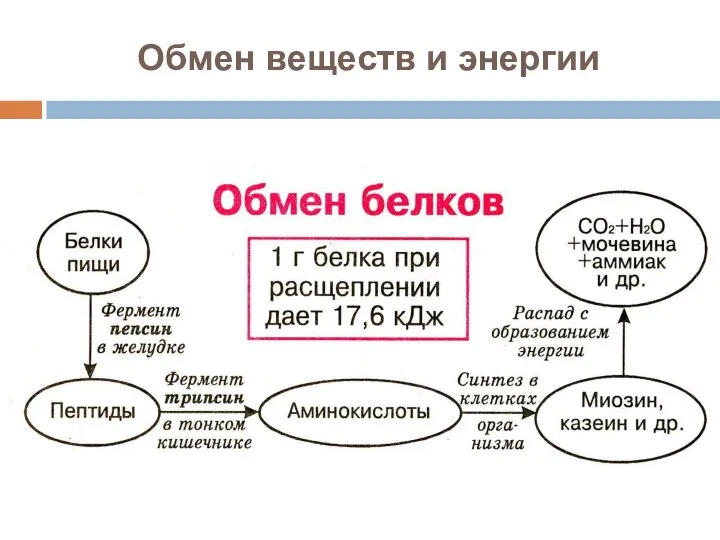 Обмен веществ и энергии