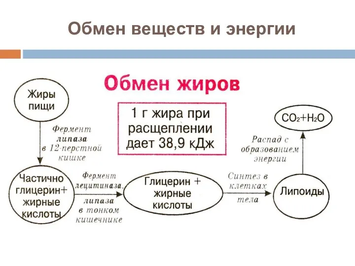 Обмен веществ и энергии