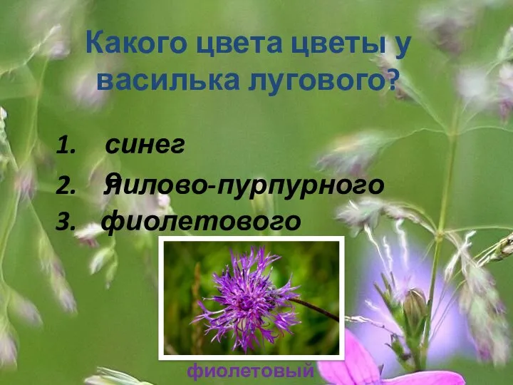 Какого цвета цветы у василька лугового? 1. 2. 3. синего лилово-пурпурного фиолетового