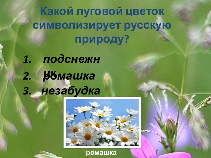 Какой луговой цветок символизирует русскую природу? 1. 2. 3. подснежник ромашка незабудка