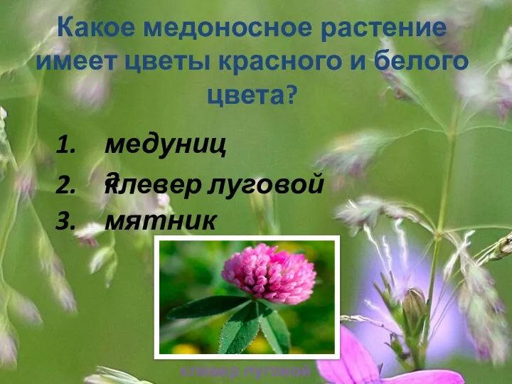 Какое медоносное растение имеет цветы красного и белого цвета? 1. 2. 3. медуница клевер луговой мятник