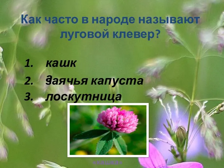 Как часто в народе называют луговой клевер? 1. 2. 3. кашка заячья капуста лоскутница