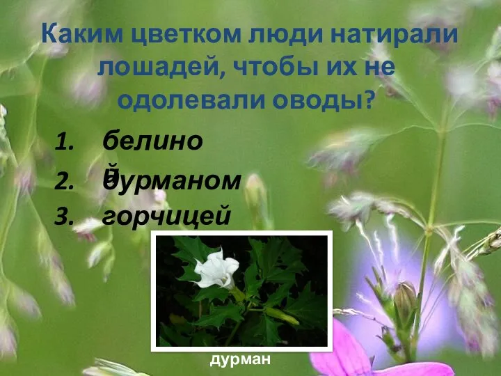 Каким цветком люди натирали лошадей, чтобы их не одолевали оводы? 1. 2. 3. белиной дурманом горчицей