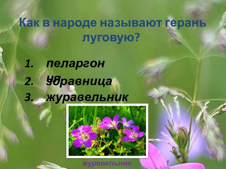 Как в народе называют герань луговую? 1. 2. 3. пеларгония здравница журавельник