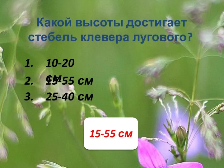 Какой высоты достигает стебель клевера лугового? 1. 2. 3. 10-20 см 15-55