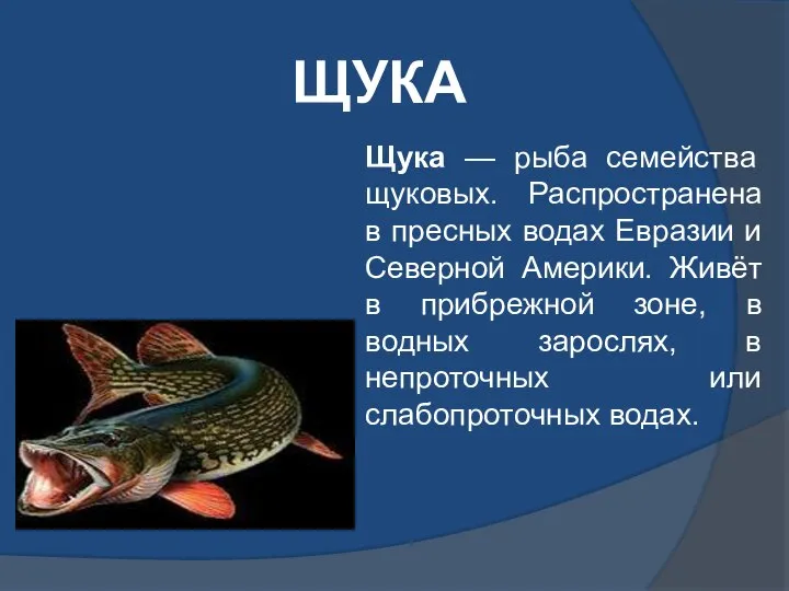 ЩУКА Щука — рыба семейства щуковых. Распространена в пресных водах Евразии и