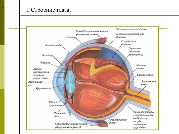 * 1 Строение глаза.