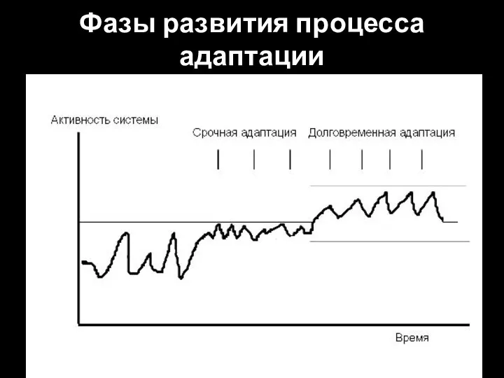 Фазы развития процесса адаптации