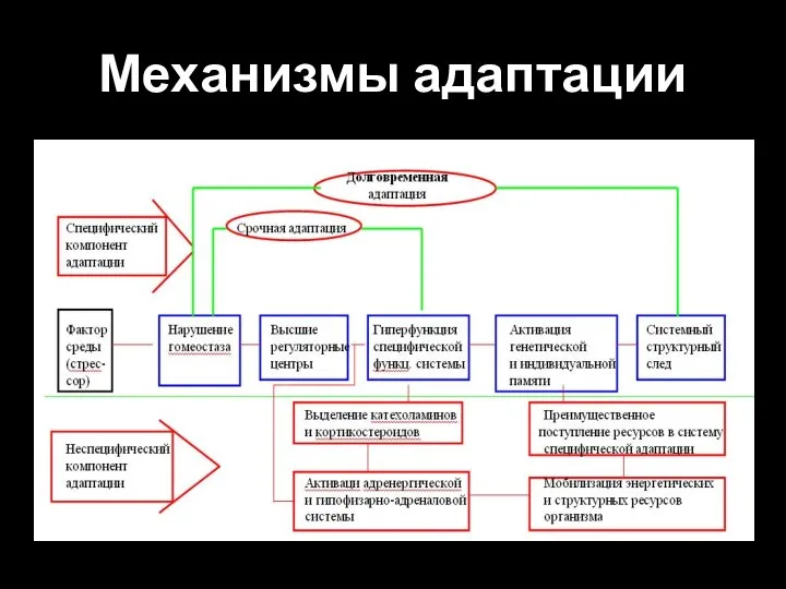 Механизмы адаптации