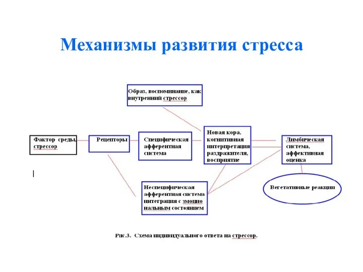 Механизмы развития стресса