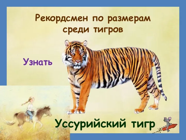 Рекордсмен по размерам среди тигров Уссурийский тигр Узнать