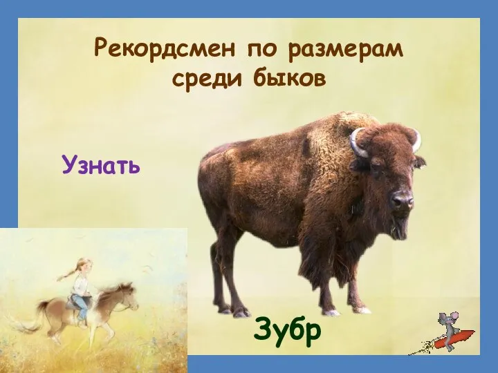 Рекордсмен по размерам среди быков Зубр Узнать