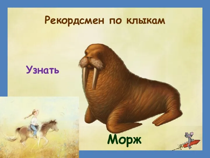 Рекордсмен по клыкам Морж Узнать