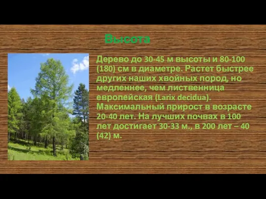 Высота Дерево до 30-45 м высоты и 80-100 (180) см в диаметре.