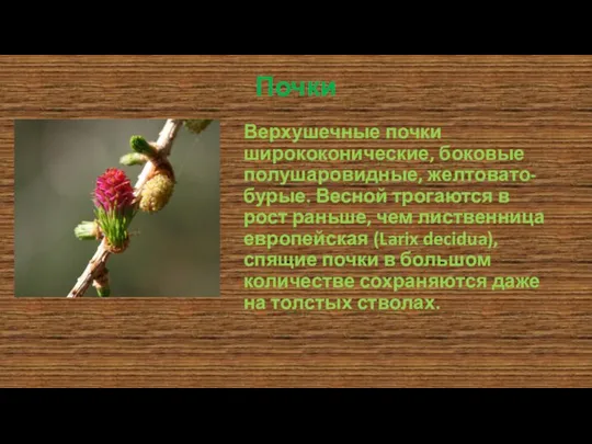 Почки Верхушечные почки ширококонические, боковые полушаровидные, желтовато-бурые. Весной трогаются в рост раньше,