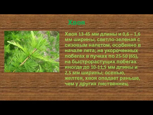 Хвоя Хвоя 13-45 мм длины и 0,6 – 1,6 мм ширины, светло-зеленая