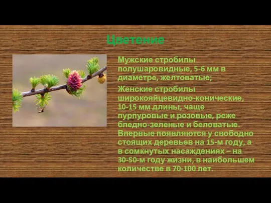 Цветение Мужские стробилы полушаровидные, 5-6 мм в диаметре, желтоватые; Женские стробилы широкояйцевидно-конические,