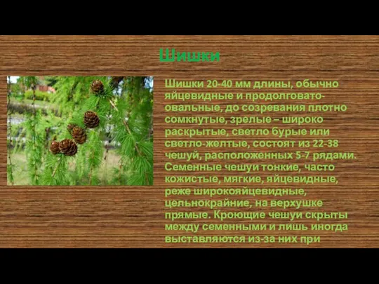 Шишки Шишки 20-40 мм длины, обычно яйцевидные и продолговато-овальные, до созревания плотно