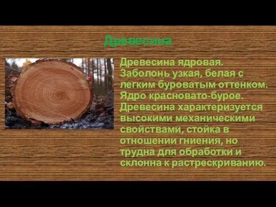 Древесина Древесина ядровая. Заболонь узкая, белая с легким буроватым оттенком. Ядро красновато-бурое.