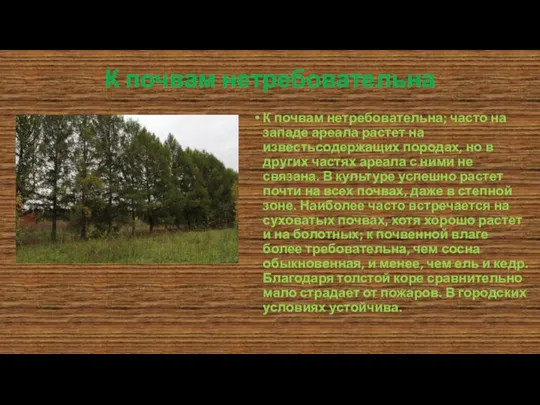 К почвам нетребовательна К почвам нетребовательна; часто на западе ареала растет на