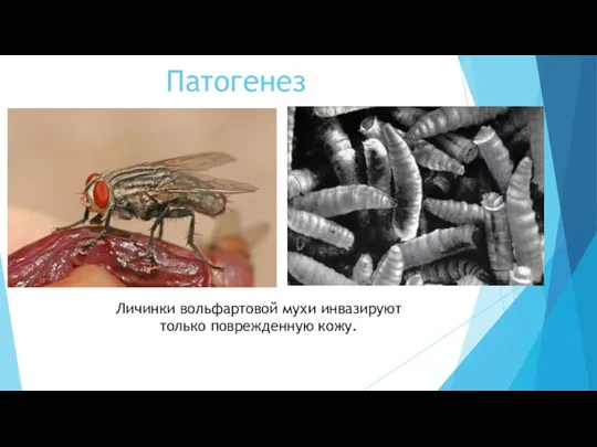 Патогенез Личинки вольфартовой мухи инвазируют только поврежденную кожу.