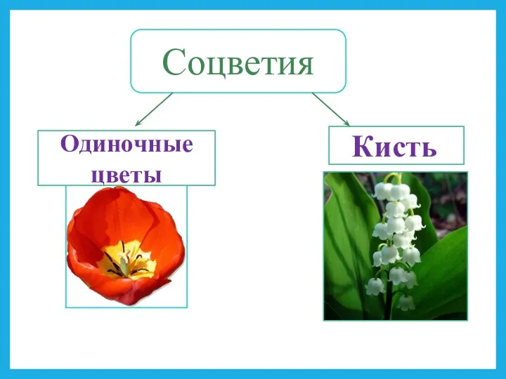 Соцветия Одиночные цветы Кисть